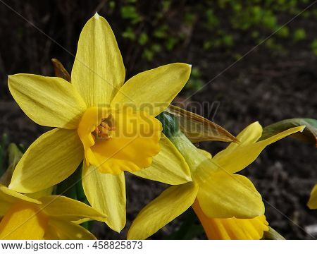 Narcissus Flower Yellow Or False