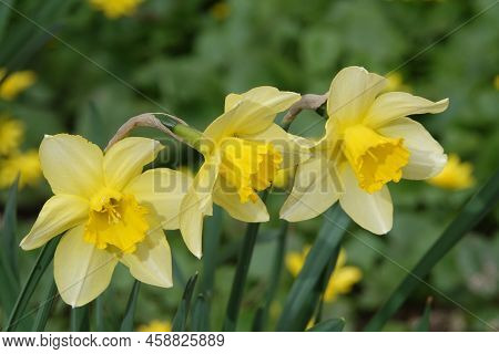 Narcissus Flower Yellow Or False
