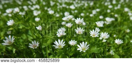 Flowers Starchatka Average