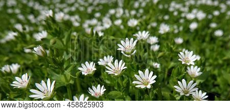 Flowers Starchatka Average