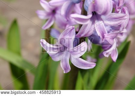 Oriental Hyacinth Flowers