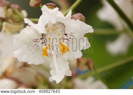 Flowers Catalpa Bigon-like, Native American Bean Tree, Catalpa Vulgaris, Catalpa Lilac, Cigar Tree