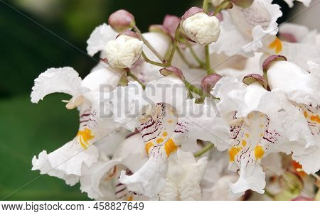Flowers Catalpa Bigon-like, Native American Bean Tree, Catalpa Vulgaris, Catalpa Lilac, Cigar Tree
