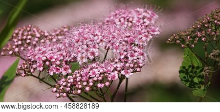 Japanese Spirea Bushes Bloom In Spring With Large Clusters Of Small Flowers
