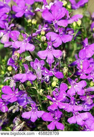 Lobelia Erinus Flowers Closeup In The Field