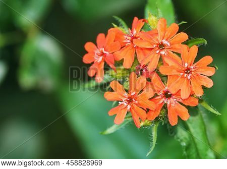 Flowers Dawn Ordinary Silence Chalcedonica