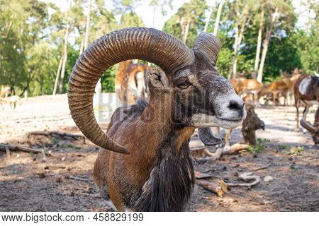 Goat With Big Horns Close-up, Pasture In The Park