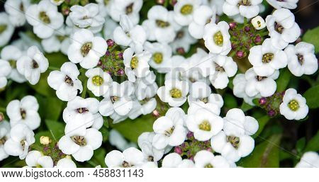 Flowers Lobularia, Seaside Lobularia, Sweet Alison, Sweet Alyssum Snow Crystals, Lawn Maker,