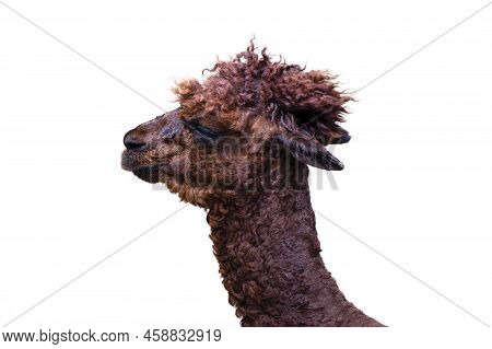 Close-up Of An Alpaca Isolated On A White Background. Head Of A Brown Alpaca, Side View. Funny Anima