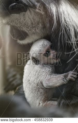 A Baby Abyssinian Colobus Drinks Its Mothers Breast Milk In The Evening Sunlight. Newborn Abyssinian