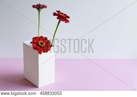 Red Tsinia Flower In A White Box On A Pink Background