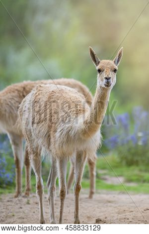 Vicuna. Several Vicunas Stand On A Hillock In The Evening Sun And Eat Grass. An Animal Similar To A 