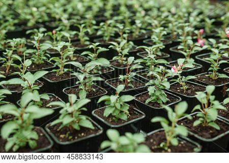 Greenhouse With A Large Variety Of Green Plants. The Concept Of Planting Crops In Spring. Pots With 
