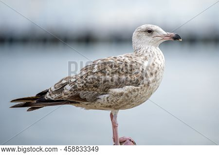 The Seagull Is Standing On A Stone. European Herring Gull, Larus Argentatus. Close-up Of A Seagull S