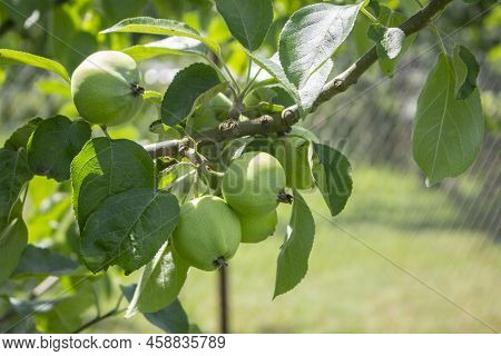 Young Apple Tree With Leaves And Unripe Green Fruits In A Country Orchard In Summer