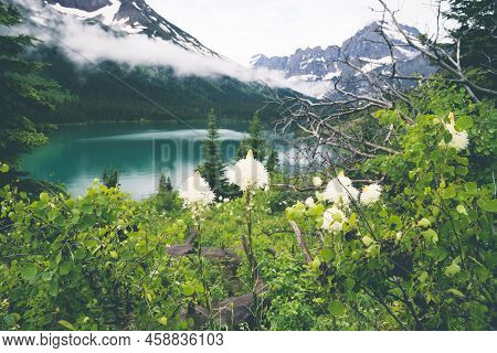 Beargrass Wildflowers At Lake Josephine In Glacier National Park Montana