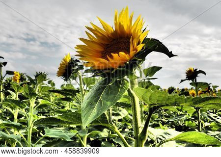 The Helianthus Sunflower Is A Genus Of Plants In The Asteraceae Family. Annual Sunflower And Tuberou