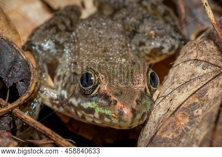 Front View Of A Green Frog (lithobates Clamitans). Raleigh, North Carolina.