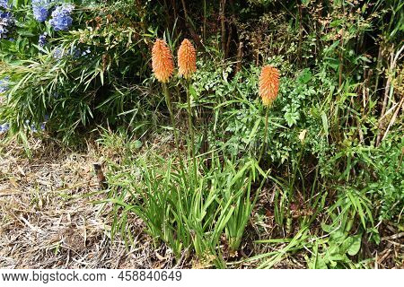 Red Hot Poker Flowers. Xanthorrhoeaceae Pernnial Evergreen Plants. The Flowering Season Is From June