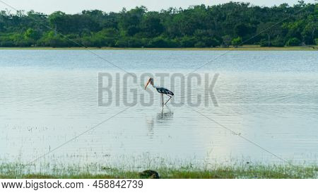 Herons In Wetlands. Kumana National Park. Sri Lanka.