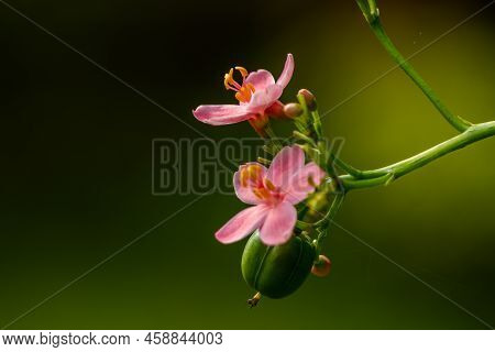 Flowers And Fruit Of Jatropha Integerrima Jacq, Flowers Are Pink While The Fruit Is Like Green Balls