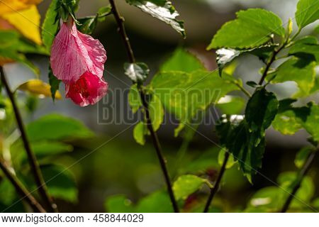 Mazapan Flowers Blooming In The Shape Of Red Bells, Blurred Green Foliage Background
