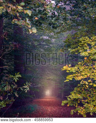 Person On A Forrest Path On A Dark And Cold Foggy Morning