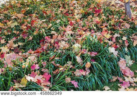 Atumn Red And Yellow Fallen Maple Leaves On Green Tall Grass. Gardening During Fall Season. Cleaning
