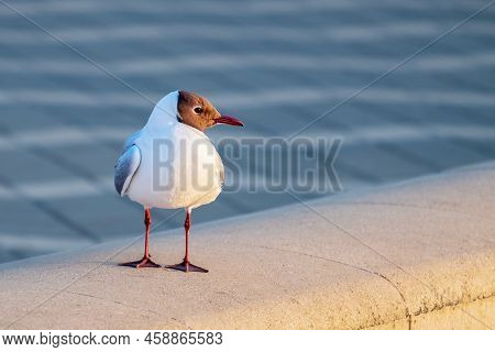 Curious Mediterranean Gull (ichthyaetus Melanocephalus) Profile Looks Into The Lens. Close-up View. 