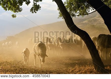 Goats And Sheeps On Road In Greci, Romania In Summer Drought