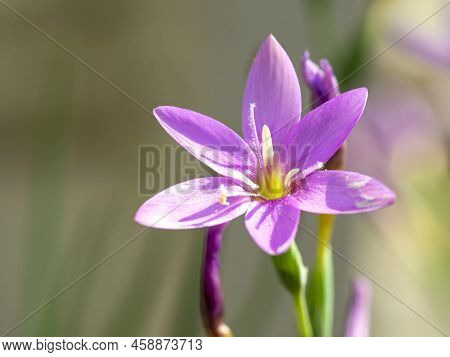 Pretty Little Pink Flower Of Olsynium Junceum