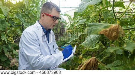 Plant Disease Agronomist. Junior Agricultural Scientists Research Greenhouse Plants And Look For A W