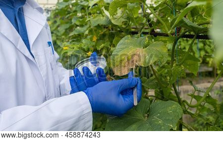 Plant Disease Agronomist. Junior Agricultural Scientists Research Greenhouse Plants And Look For A W