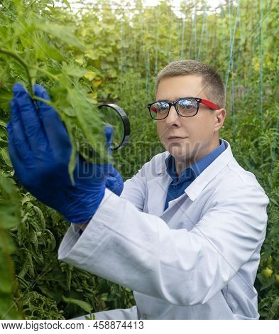 Plant Disease Agronomist. Junior Agricultural Scientists Research Greenhouse Plants And Look For A W