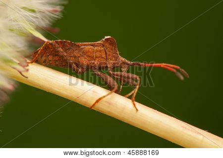 Coreus marginatus