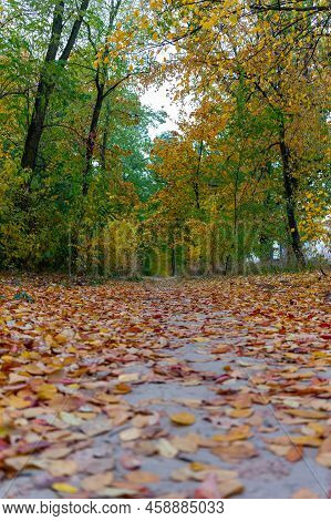 Alley In The Autumn Park. Bottom Point View.