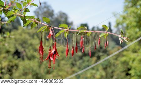 Beautiful Flowers Of Fuchsia Magellanica Also Known As Fuchsia, Hardy Fuchsia, Dollar Princess. Red