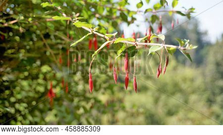 Beautiful Flowers Of Fuchsia Magellanica Also Known As Fuchsia, Hardy Fuchsia, Dollar Princess. Red