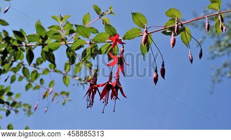 Beautiful Flowers Of Fuchsia Magellanica Also Known As Fuchsia, Hardy Fuchsia, Dollar Princess. Red