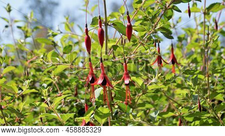 Beautiful Flowers Of Fuchsia Magellanica Also Known As Fuchsia, Hardy Fuchsia, Dollar Princess. Red