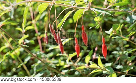 Beautiful Flowers Of Fuchsia Magellanica Also Known As Fuchsia, Hardy Fuchsia, Dollar Princess. Red