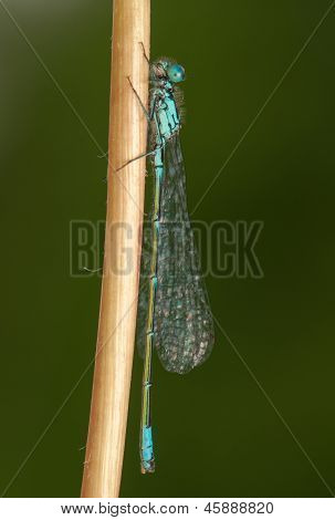 Ischnura pumilio