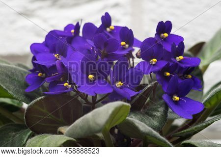 Potted African Violet. Saintpaulia Ionantha Isolated On White Background