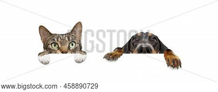 Banner Hide Pets, Puppies Dogs And Cat With Big Ears And Paws Hanging In A Blank In A Row. Isolated 