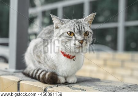 American Wirehair Cat Is Sitting In A Red Collar In The Yard Of The House. A Pet On A Walk Yard Stre