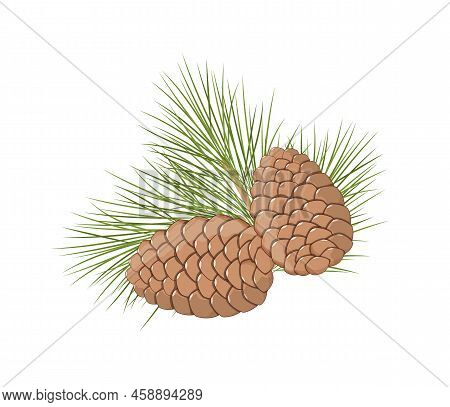 Cedar Or Pine Cones And Branch With Needles, Vector Illustration On White Background