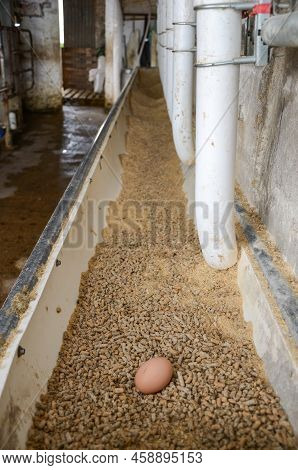 Chicken Egg In The Bowl To Feed The Cows In A Dairy Farm Near San Ramon, Canelones, Uruguay.