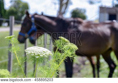 Wild Flowers In Focus And A Couple Of Horses Can Be Seen At The Background, Out Of Focus. San Ramon,
