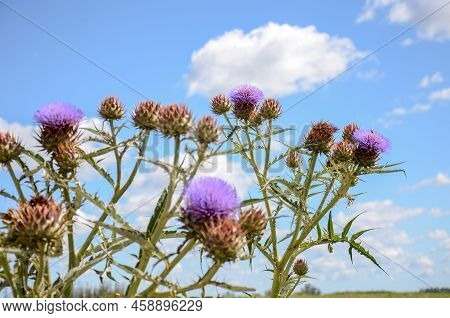 Violet Thistle Flowers In A Country Landscape In San Ramon, Canelones, Uruguay