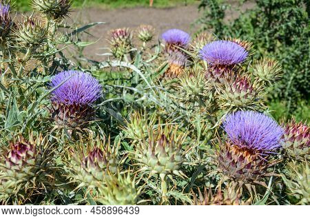 Violet Thistle Flowers In A Country Landscape In San Ramon, Canelones, Uruguay